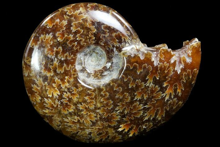 Polished, Agatized Ammonite (Cleoniceras) - Madagascar #73245